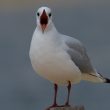 Mouette rieuse et râleuse !